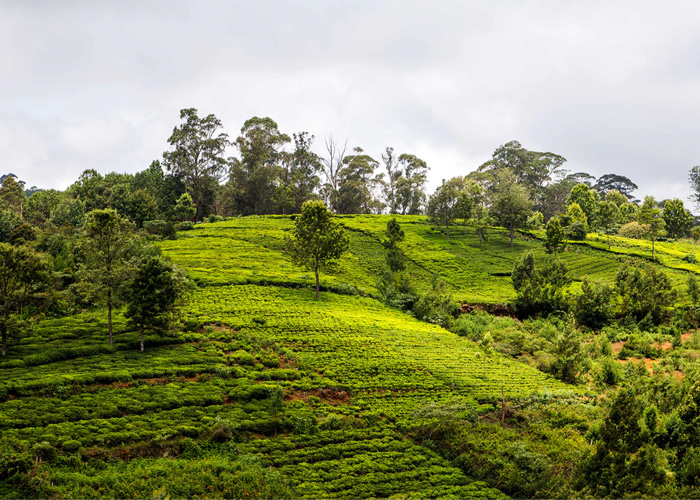 Experience Coonoor with UnCrushedLeaves