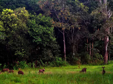 wayanad-jungle-trails-journey-uncrushedleaves